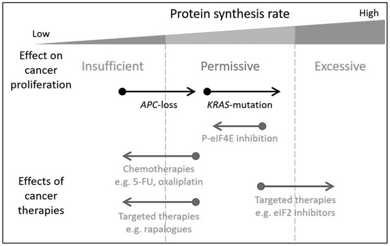 Tuning protein synthesis for cancer therapy.