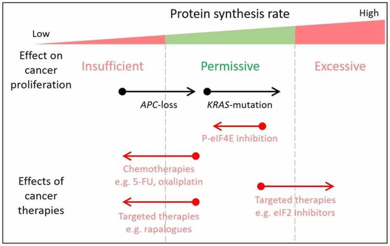 Tuning protein synthesis for cancer therapy.