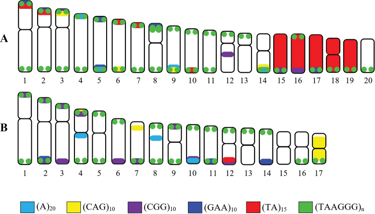 Cytogenetic characterisation and chromosomal mapping of microsatellite and telomeric repeats in two gecko species (Reptilia, Gekkonidae) from Thailand.