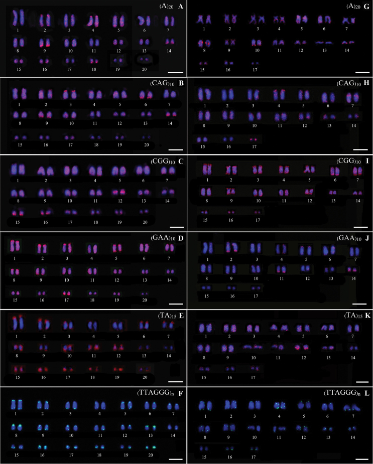 Cytogenetic characterisation and chromosomal mapping of microsatellite and telomeric repeats in two gecko species (Reptilia, Gekkonidae) from Thailand.