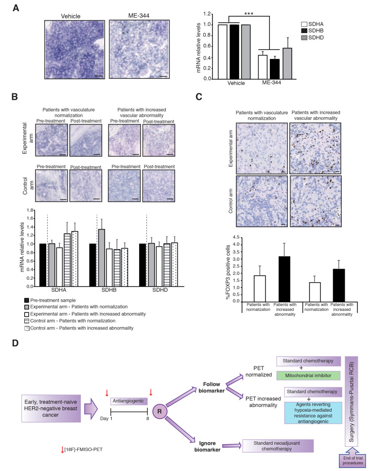 Monitoring vascular normalization: new opportunities for mitochondrial inhibitors in breast cancer.