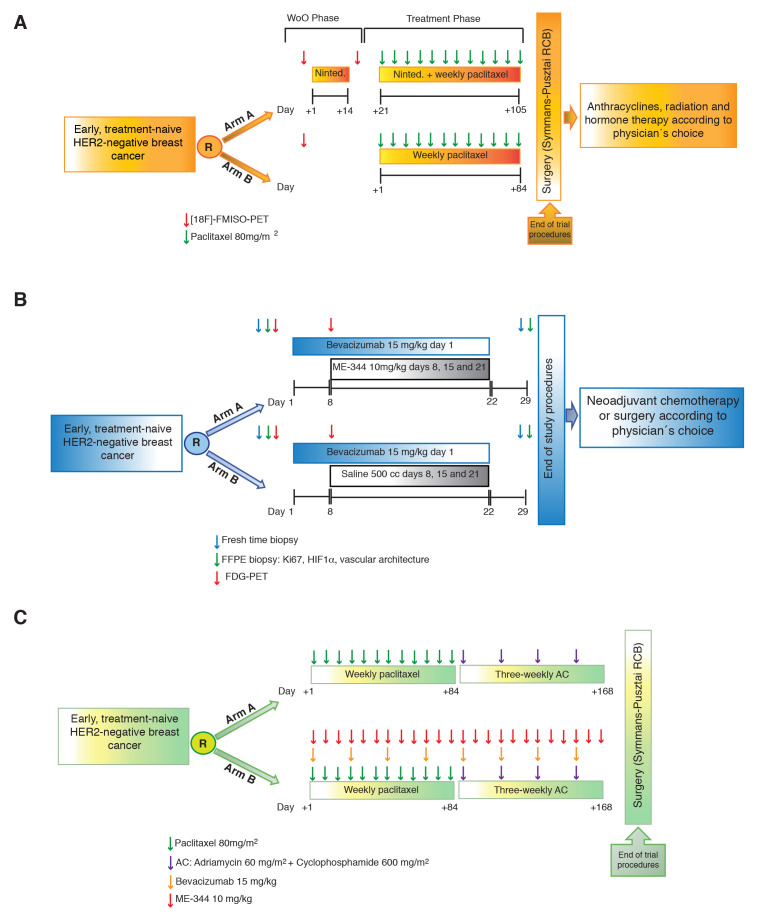 Monitoring vascular normalization: new opportunities for mitochondrial inhibitors in breast cancer.