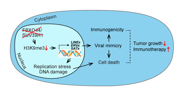 Targeting FBXO44/SUV39H1 elicits tumor cell-specific DNA replication stress and viral mimicry.