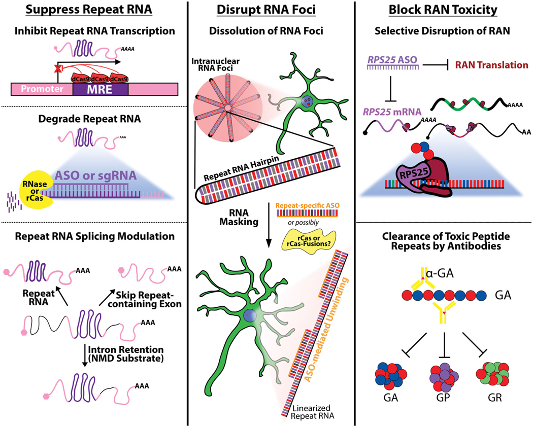 Repeat RNA expansion disorders of the nervous system: post-transcriptional mechanisms and therapeutic strategies.