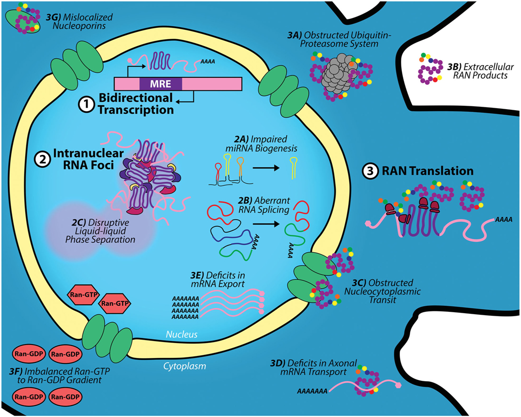 Repeat RNA expansion disorders of the nervous system: post-transcriptional mechanisms and therapeutic strategies.