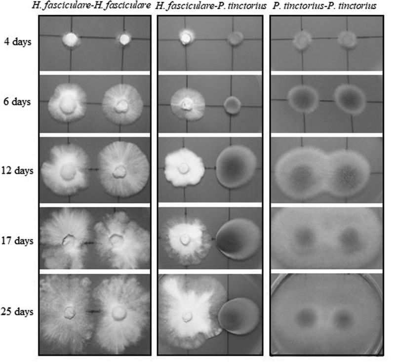 <i>In vitro</i> interactions between the ectomycorrhizal <i>Pisolithus tinctorius</i> and the saprotroph <i>Hypholoma fasciculare</i> fungi: morphological aspects and volatile production.