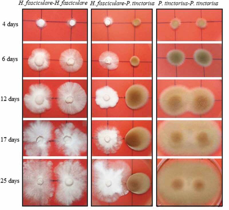 <i>In vitro</i> interactions between the ectomycorrhizal <i>Pisolithus tinctorius</i> and the saprotroph <i>Hypholoma fasciculare</i> fungi: morphological aspects and volatile production.