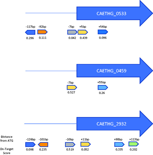 Transcriptional control of <i>Clostridium autoethanogenum</i> using CRISPRi.