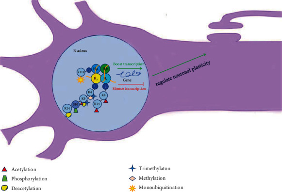 The Histone Modifications of Neuronal Plasticity.