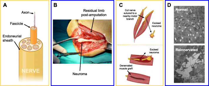 Cut wires: The Electrophysiology of Regenerated Tissue.