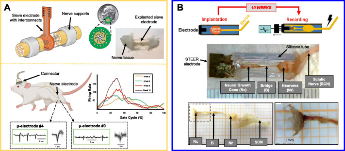 Cut wires: The Electrophysiology of Regenerated Tissue.