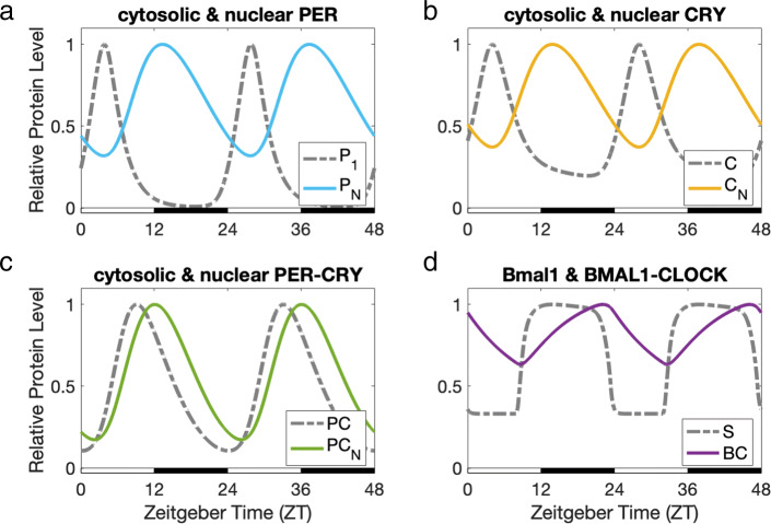 A mathematical model of circadian rhythms and dopamine.