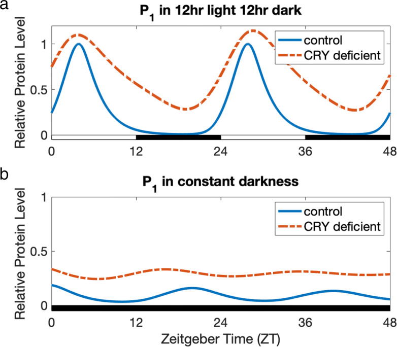 A mathematical model of circadian rhythms and dopamine.