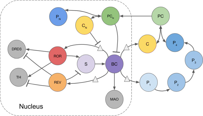 A mathematical model of circadian rhythms and dopamine.