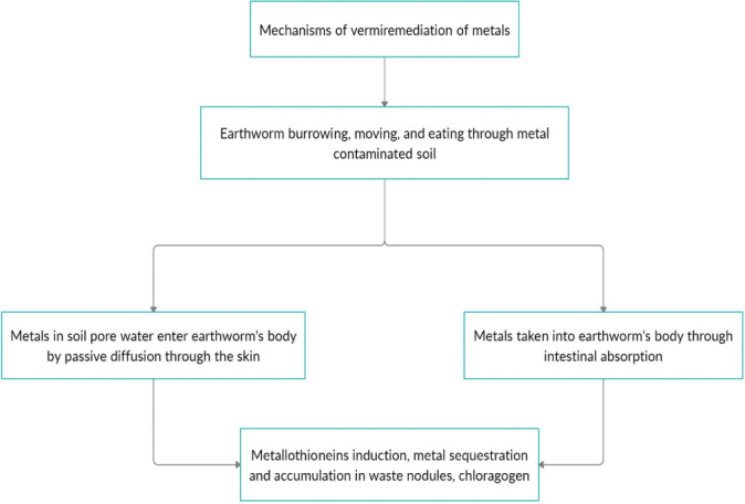 Efficacy of Vermiremediation to Remove Contaminants from Soil.