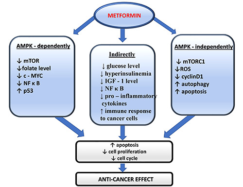 Metformin - its anti-cancer effects in hematologic malignancies.