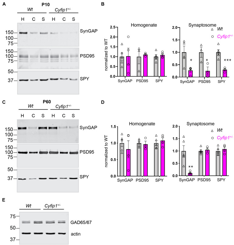 Cyfip1 Regulates SynGAP1 at Hippocampal Synapses.