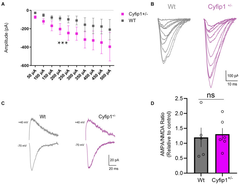 Cyfip1 Regulates SynGAP1 at Hippocampal Synapses.