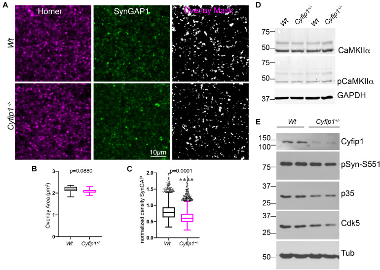 Cyfip1 Regulates SynGAP1 at Hippocampal Synapses.