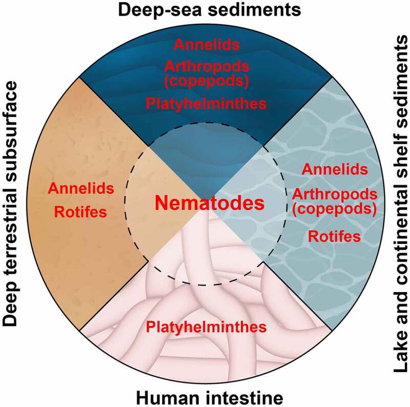 Why are nematodes so successful extremophiles?