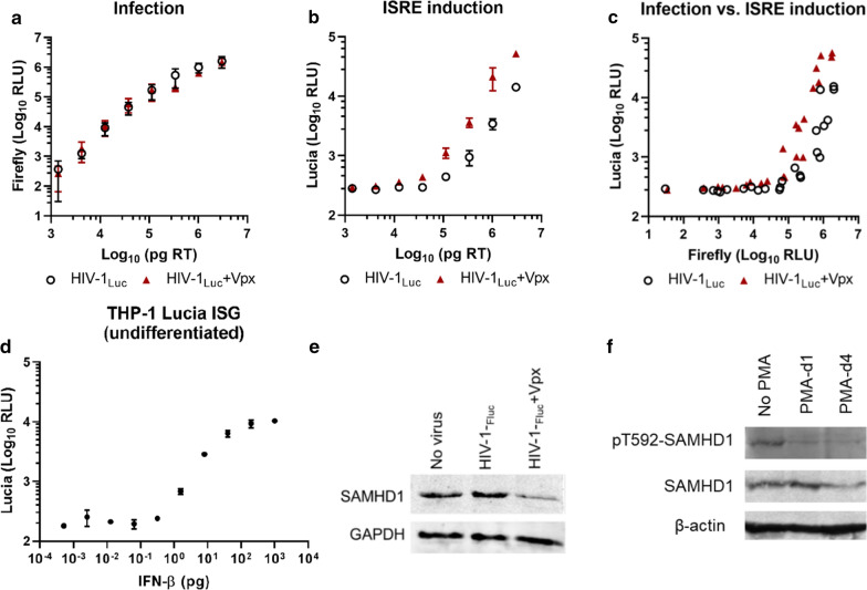 Vpx enhances innate immune responses independently of SAMHD1 during HIV-1 infection.