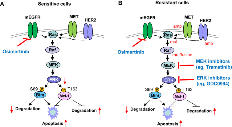 Managing Acquired Resistance to Third-Generation EGFR Tyrosine Kinase Inhibitors Through Co-Targeting MEK/ERK Signaling.