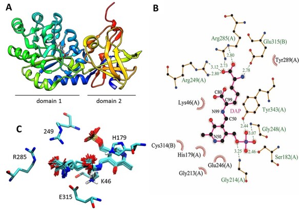 Thermostable D-amino acid decarboxylases derived from Thermotoga maritima diaminopimelate decarboxylase.