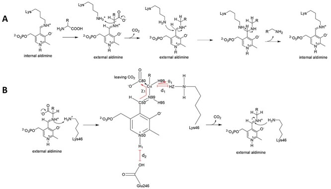 Thermostable D-amino acid decarboxylases derived from Thermotoga maritima diaminopimelate decarboxylase.