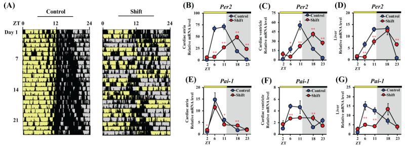 Metastasis of Breast Cancer Promoted by Circadian Rhythm Disruption due to Light/Dark Shift and its Prevention by Dietary Quercetin in Mice.