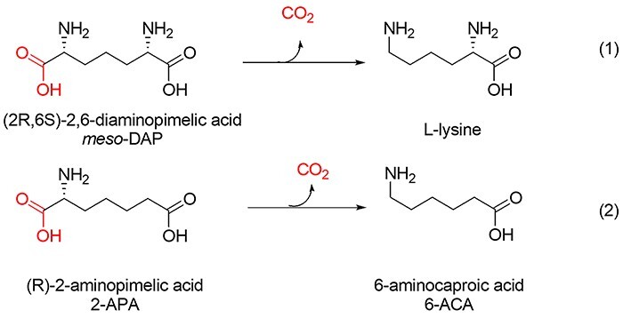 Thermostable D-amino acid decarboxylases derived from Thermotoga maritima diaminopimelate decarboxylase.