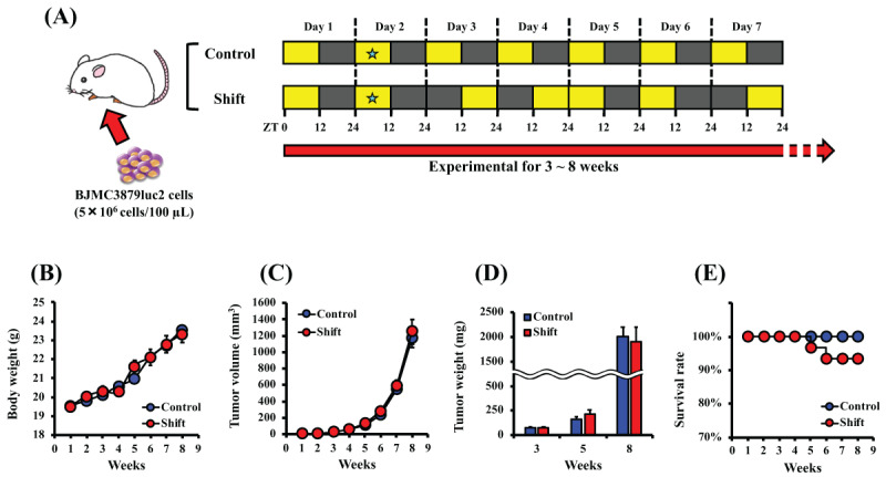 Metastasis of Breast Cancer Promoted by Circadian Rhythm Disruption due to Light/Dark Shift and its Prevention by Dietary Quercetin in Mice.