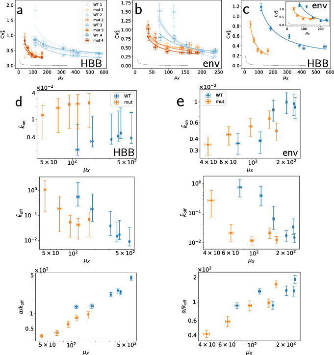 3 <sup>'</sup>-5 <sup>'</sup> crosstalk contributes to transcriptional bursting.