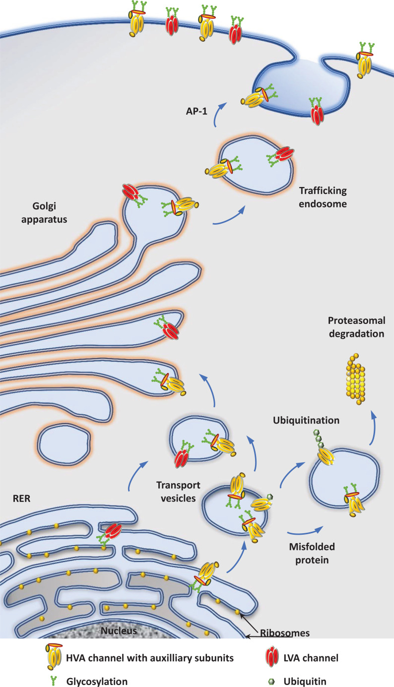 The life cycle of voltage-gated Ca<sup>2+</sup> channels in neurons: an update on the trafficking of neuronal calcium channels.