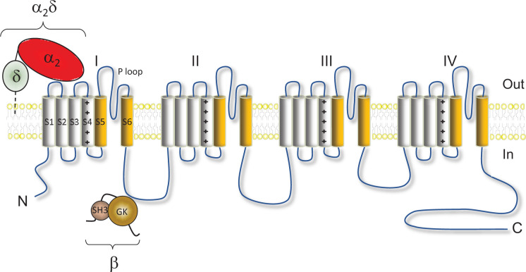 The life cycle of voltage-gated Ca<sup>2+</sup> channels in neurons: an update on the trafficking of neuronal calcium channels.