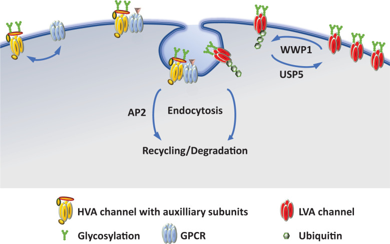 The life cycle of voltage-gated Ca<sup>2+</sup> channels in neurons: an update on the trafficking of neuronal calcium channels.