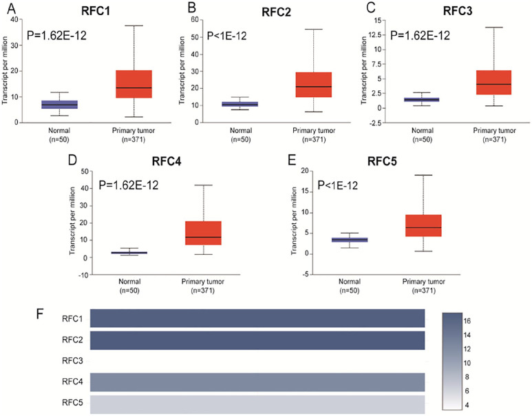 Exploration of Prognostic Biomarkers among Replication Factor C Family in the Hepatocellular Carcinoma.