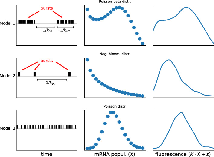 3 <sup>'</sup>-5 <sup>'</sup> crosstalk contributes to transcriptional bursting.