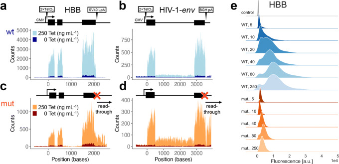 3 <sup>'</sup>-5 <sup>'</sup> crosstalk contributes to transcriptional bursting.