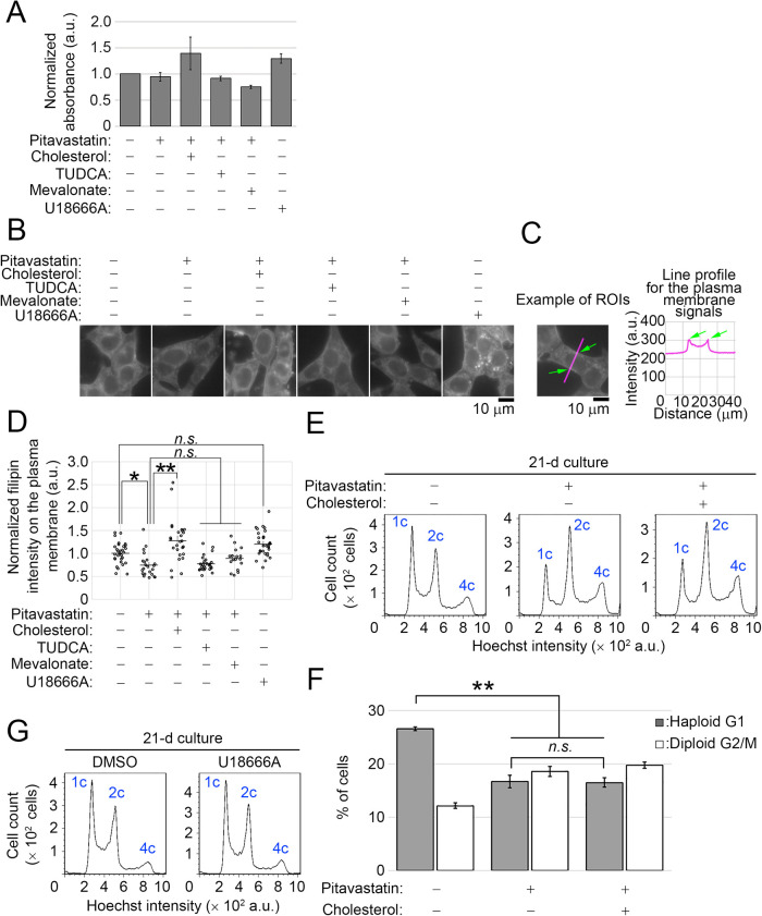 Mevalonate Pathway-mediated ER Homeostasis Is Required for Haploid Stability in Human Somatic Cells.