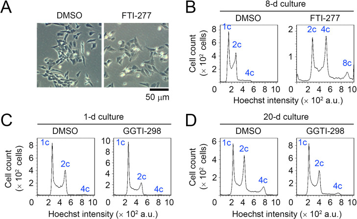 Mevalonate Pathway-mediated ER Homeostasis Is Required for Haploid Stability in Human Somatic Cells.