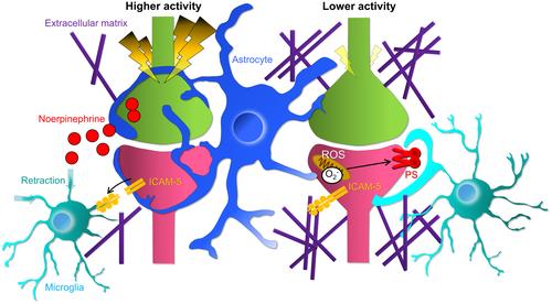 Microglia regulate synaptic development and plasticity