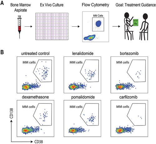 A case for improving frail patient outcomes in multiple myeloma with phenotype-driven personalized medicine