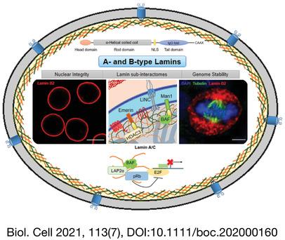 Role of A- and B-type lamins in nuclear structure–function relationships