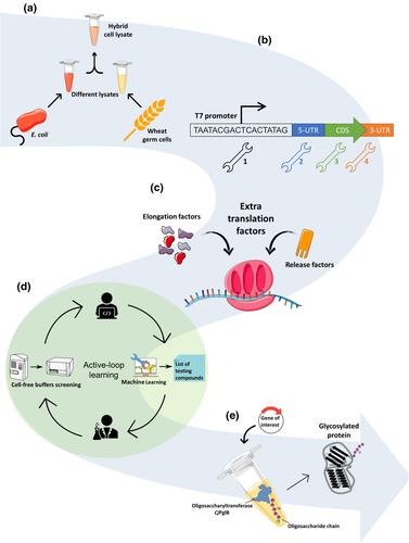 Optimising protein synthesis in cell-free systems, a review