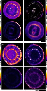 Blepharidium guatemalense, an obligate nickel hyperaccumulator plant from non-ultramafic soils in Mexico