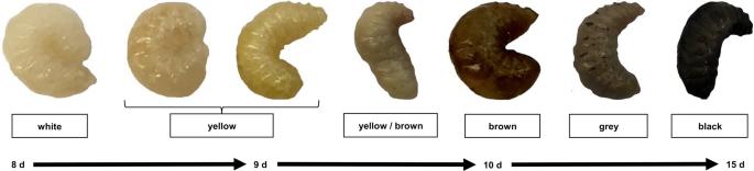 Changes in chemical cues of Melissococcus plutonius infected honey bee larvae