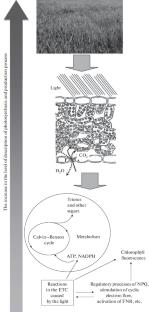 Mathematical Modeling of Photosynthesis and Analysis of Plant Productivity