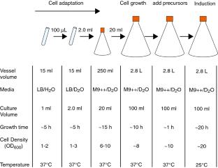 A simple and cost-effective protocol for high-yield expression of deuterated and selectively isoleucine/leucine/valine methyl protonated proteins in Escherichia coli grown in shaker flasks