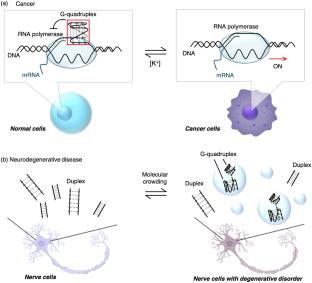 New Insights into the Functions of Nucleic Acids Controlled by Cellular Microenvironments