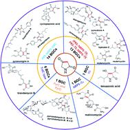 Biosynthetic strategies for tetramic acid formation